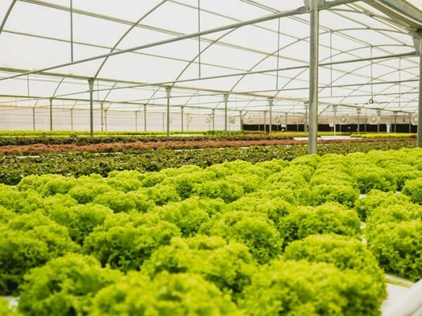 UAE’s high-tech food plan pays off in pandemic