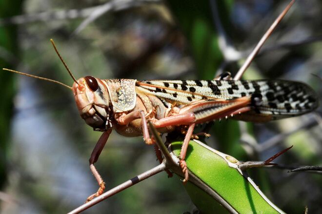 How Dubai controlled the locust swarms spotted recently