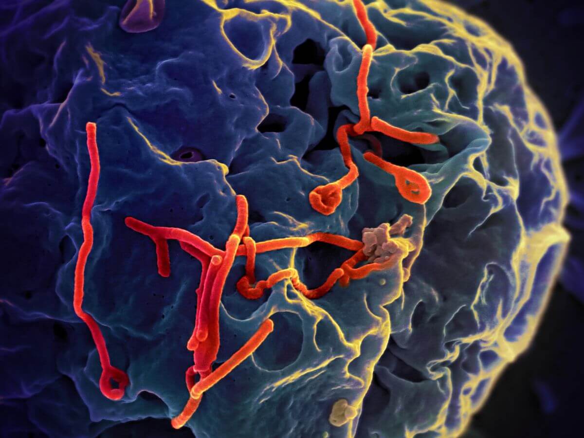 Ebola outbreak in Congo; 4 deaths reported