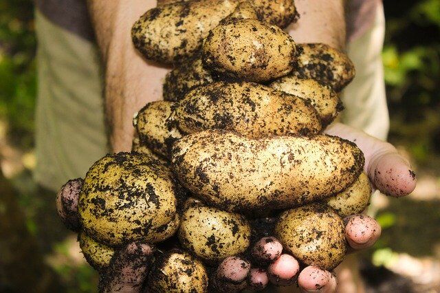 6 easy and delicious Indian potato dishes to try any day