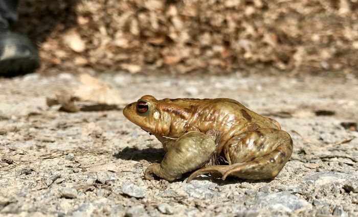 Newton had cure for Plague from toad vomits: Recently discovered documents say