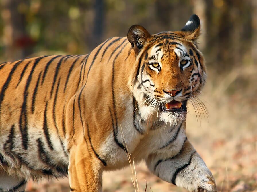 Illegal wildlife transportation to be treated as international crime; says former global trade chief