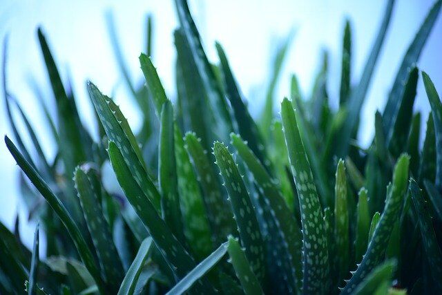 Medicinal benefits of the wonder plant, Aloe vera