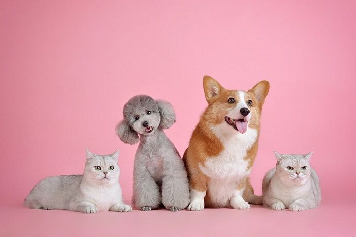 You can’t but say ‘Aww’ when you visit these pet adoption centres in UAE