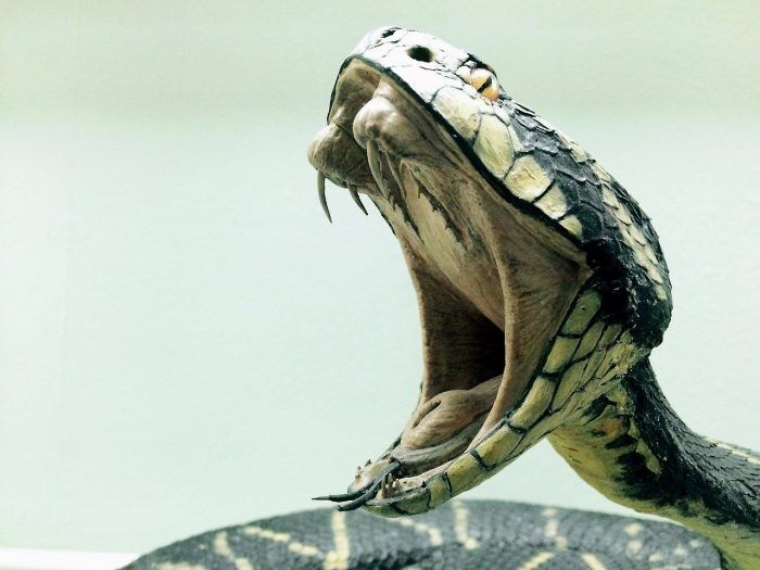 7 dangerous creatures to look out for in the UAE
