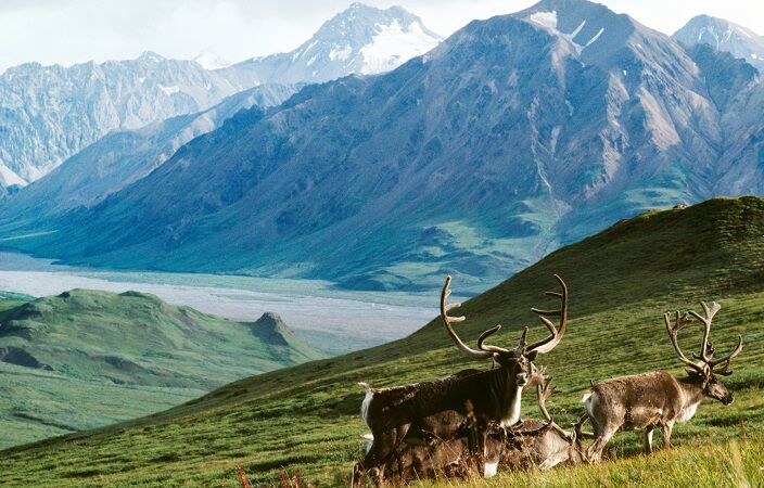Oil drills in Alaska endangers Arctic National Wildlife refuge
