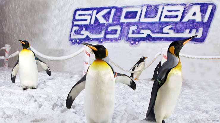 Are you looking for an adventure closer to the South Pole? Visit Ski Dubai