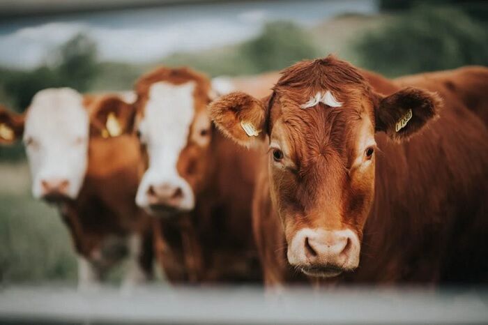 Is Brucellosis outbreak, the next nightmare for the world?