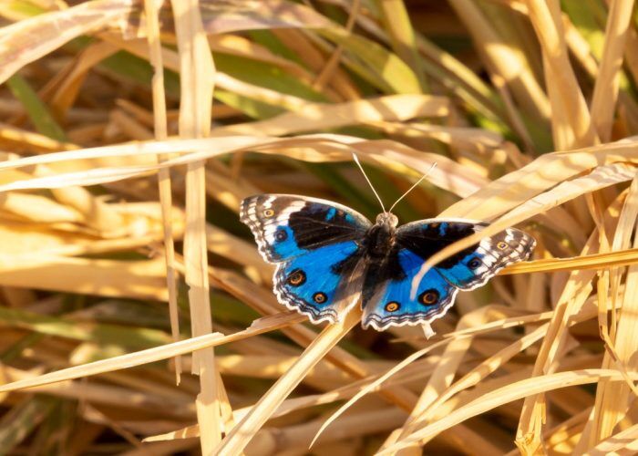 The Sustainable City of Dubai invites its residents to participate in monitoring biodiversity and measuring its impact