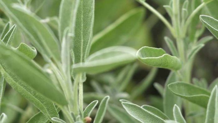 Impressive benefits of Sage you must know