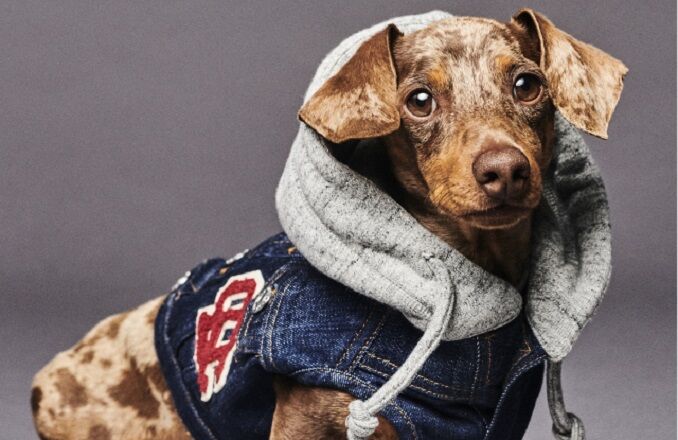 These designer jackets for your dogs will make your Instagram viral