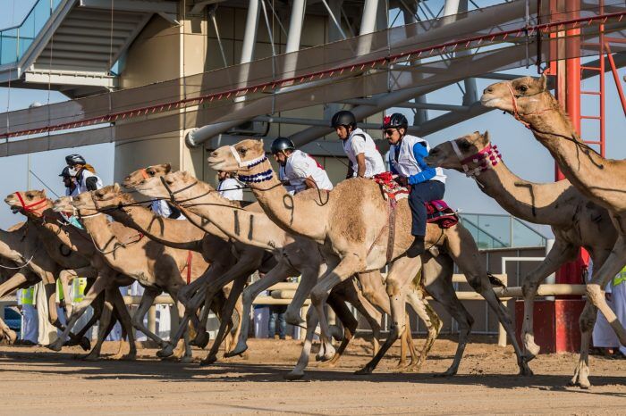 The preliminary race for the National Camel Day Marathon begins on Friday