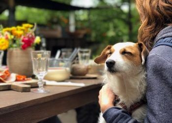 5 Dog Friendly Restaurants In Dubai To Give A Trip Worth Remembering