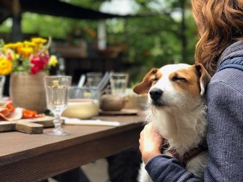 5 Dog Friendly Restaurants In Dubai To Give A Trip Worth Remembering