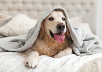 5 Pet-Friendly Hotels in Dubai: It’s Time For Your Pets To Have Some Fun