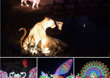 Dubai Garden Glow 2021 –  Everything you must know