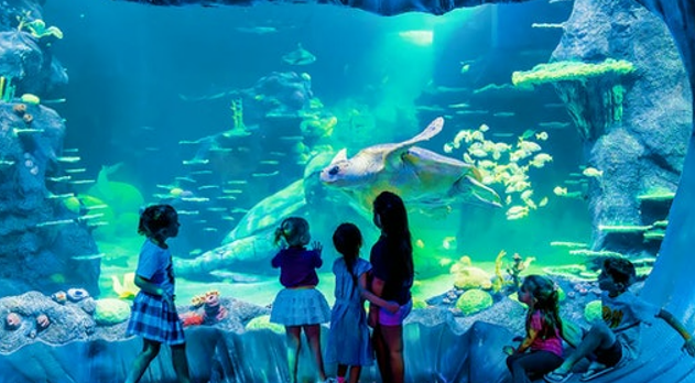 All That You Must Know About Abu Dhabi National Aquarium